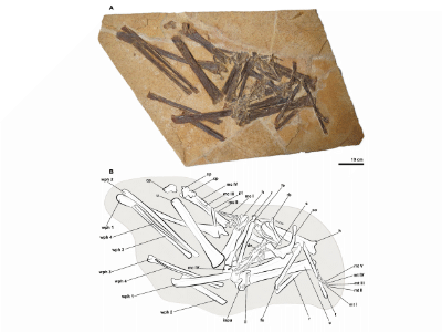 Holotyp / © Pinheiro et al.
